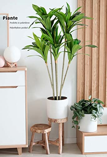 Plante Dracaena King Collection pour végétaliser sans arrosage votre appartement - 3