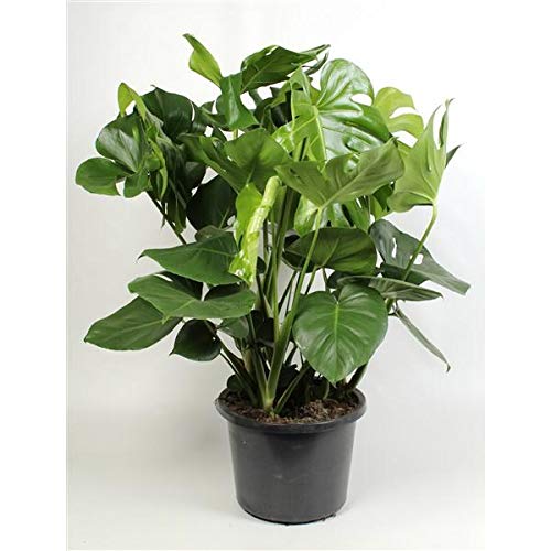 philodendron billietiae variegata samen Philodendron billietiae variegated – Carnivero