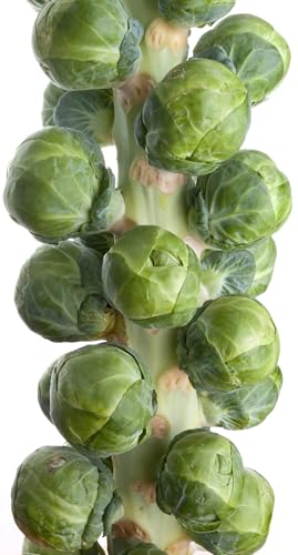 500 Brussel Sprout Seeds for Planting - Heirloom Non-GMO USA Grown - Long Island Improved Variety...