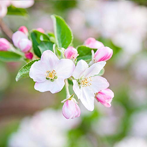 Brighter Blooms - Dwarf Granny Smith Apple Trees, 6-7 Ft. - Home-Grown Apples For Baking Or Snacking - No Shipping To Az, Id, Or, Or Ca #TOP4