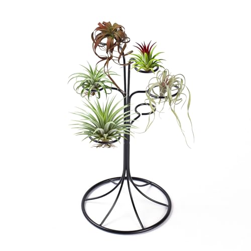 LNBNIEW Air Plant Holder Iron Tree Stand Metal Air Plant