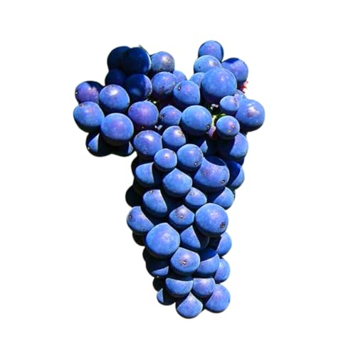 Muda Frutífera de Uva Tercy Bordô Enxertada