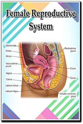 Sistema Reproductivo Femenino Poster Cita Motivacional Educativa Inspiración Escuela Primaria Escuela en Casa 12 Pulgadas por 18 Pulgadas Impresión