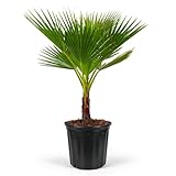 Washington Palm, Mexican Fan Palm Tree - Fast-Growing, Cold Hardy Tropical Live Plant - Drought Tolerant, Low Maintenance - Ideal for Gardens, Patios, and Indoor Spaces (3gal Pot, 3-4ft)