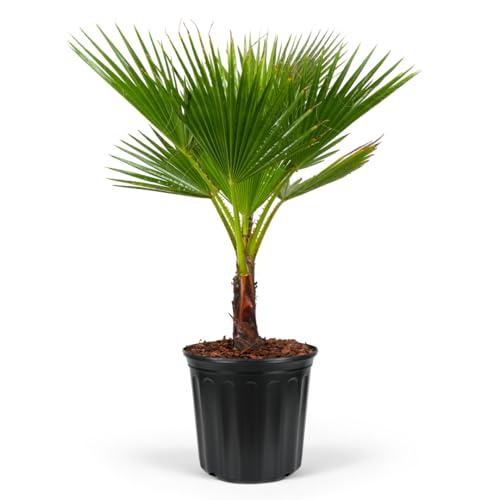 Washington Palm, Mexican Fan Palm Tree - Fast-Growing, Cold Hardy Tropical Live Plant - Drought Tolerant, Low Maintenance - Ideal for Gardens, Patios, and Indoor Spaces (3gal Pot, 3-4ft)