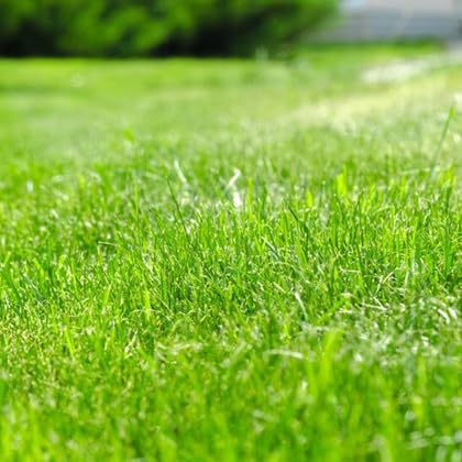 Image of American Imported Bermuda Lawn Grass Seeds for Home and Gardening (Pack of 7000 Seeds) A 55