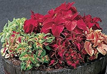 COLEUS SEEDS -SUPERFINE RAINBOW,semi-dwarf,Mix well,Great for shaded area.30 Seeds