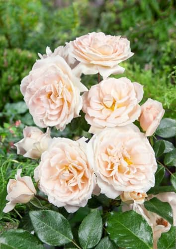 Rosa 'Lion's Rose' – Winterhart, Mehrjährig, Pflegeleicht – Edelrose – Beet- & Kübelpflanze für Garten & Terrasse