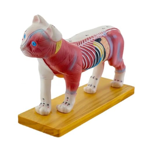 Modèle anatomique pour et moxibustion acupuncture étude vétérinaire et science animale