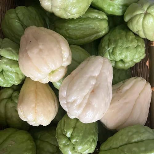 chayote - semillas invierno resistentes interior 30pcs