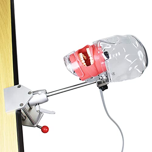 Tête de simulateur dentaire phantom robuste pour travaux pratiques