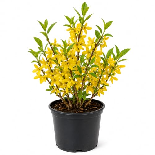 Yellow Forsythia Plant in 4 Pot Bright Yellow Spring Blooms Hardy Shrub for Gardens and Hedges Starter Plant 6-10 Inches