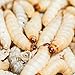 2 Dosen je ca 40 STK Hochwertige Bienenmaden, Wachsmaden, Forellenköder, Angelköder, Futtertiere Frisch und Lebend