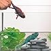 Schleich Wild Life Realistic Color-Changing Chameleon Figure - Wild Animal Toy Figurine, Durable for Education and Imaginative Play for Boys and Girls, Gift for Kids Ages 3+