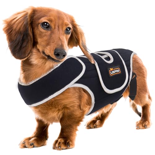 Dachshund Back Brace – The 15 best products compared - Wild Explained