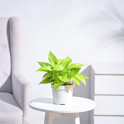 Image of Ugaoo Golden Money Plant Indoor with Gro Pot (Ivory, Medium)