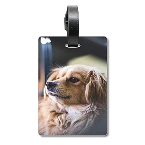 Étiquette d'identification pour valise voyage petit animal domestique