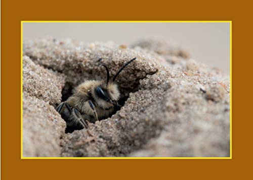 Know Your Pollinators (Old Pond Books) 40 Common Pollinating Insects including Bees, Wasps, Flower Flies, Butterflies, Moths, & Beetles, with Appearance, Behavior, & How to Attract Them to Your Garden - Image 3