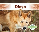 Dingo (Australian Animals)