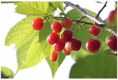 Amazon 岡山県倉敷市 サクランボのポストカードphoto By 高尾信行 えはがき絵葉書postcard ポストカード 絵柄付はがき 文房具 オフィス用品