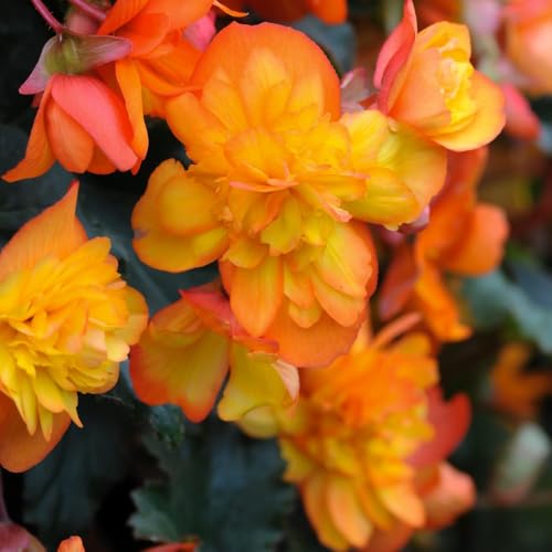 Begonia 'Chanson Sun' F1 Flaming Orange-Yellow 1 Packet x 25 Seeds by Thompson & Morgan