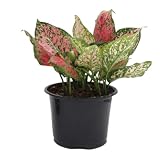 American Plant Exchange Aglaonema Hot Pink Wishes – 6-Inch Pot – Live Plant with Bright Foliage, Valentines Day Gift, Easy Care Houseplant for Home & Office Decor