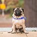 LEEQBCR 6-teiliges Welpenhalsband separates Welpen-ID-Halsband verstellbare Schnellverschluss-Schnalle reflektierendes Haustierhalsband Katzenhalsband weiches Nylon verstellbar kleiner Hund