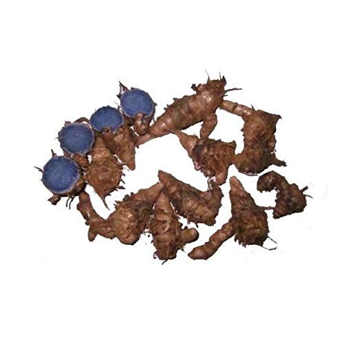 Xetomos fresh Kali Haldi Black Turmeric Sprouting Seed for Pooja from Recent Harvest 200g Zarambad, E zhu, Curcuma zerumbet Roxb, Shati, Puthupalashika, Narkachoor, Turmaric, Curcumin, Narkachur, Kali Haldi, Nar Kachur, Nar Kachoor, Black Turmeric, Haridra kali, haldi, narkachur, kachur-, kachoor, black, turmeric, curcuma,