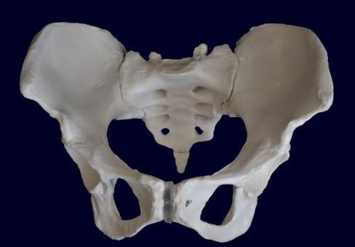 Medical Anatomical Female Pelvis Skeleton Model, Life Size