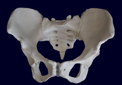Medical Anatomical Female Pelvis Skeleton Model, Life Size