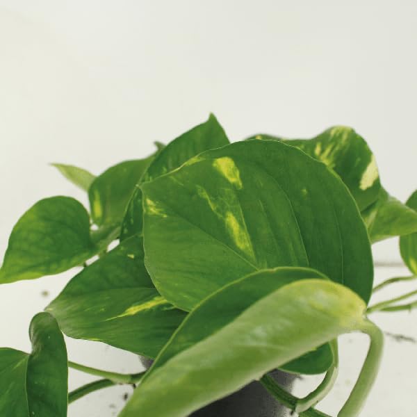 Efeutute Epipremnum aureum Scindapsus Zimmerpflanze Ø12 cm 20 cm