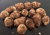 3 Live Bulbs Colocasia gigantea Thailand Giant Thai Elephant Ear Huge Taro Leaf