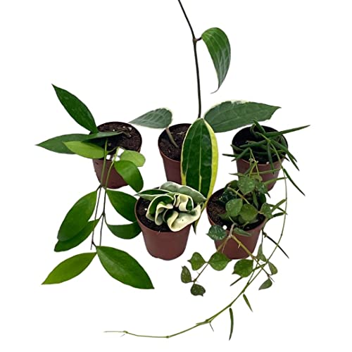 Hoya Variety Assortment Plant Set, Premium Set, Variegated Wayetii, Curtisii, Macrophylla, Linearis And More In 2 Inch Pots #TOP3