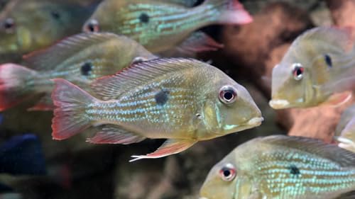 Geophagus winemilleri Juvenile 2” – Live Freshwater