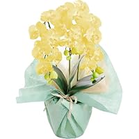 アーティフィシャルフラワー 造花 ミニ胡蝶蘭 3本立 ラベンダー Mini CT触媒 cotyoran-mini-lv : アーティフィシャルフラワー 造花 ミニ胡蝶蘭 3本立