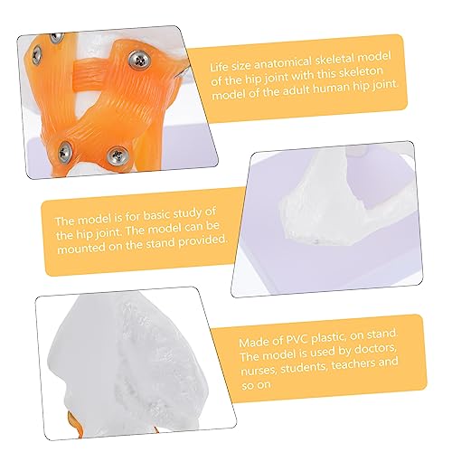 Modèle squelette humain articulation fémorale PVC taille réelle Ciieeo - 3