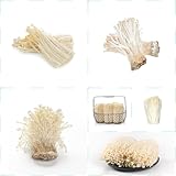 500 piezas Setas enoki comprar semillas, semillas de hortalizas orgánicas, semillas de bonsái, Flammulina velutipes, verduras frescas, plantas resistentes para balcón, semillas de hierbas, planta