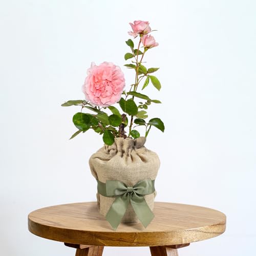 YouGarden Gift Wrapped Rose Thank You, 4 Litre Potted Rose, Wrapped in a Hessian Bag, Ready to Plant, The Thank You Gift