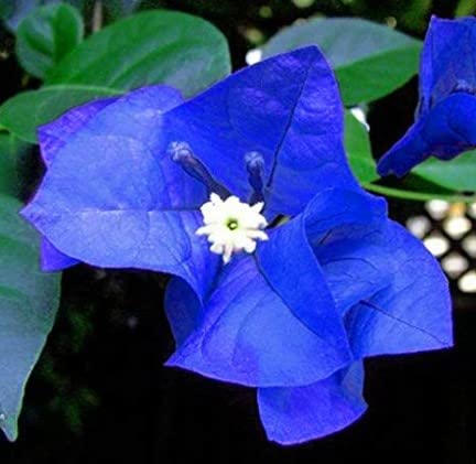 Amazon.com : Generic 100pcs Bougainvillea Flower Seeds Blue : Patio, Lawn &  Garden