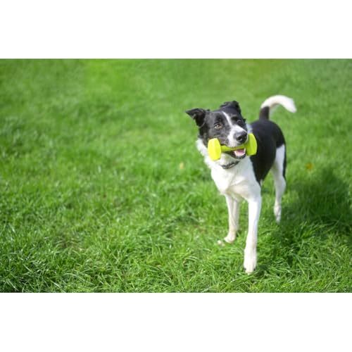 Coachi Training Dumbbell, schwimmt, weites Werfen, klassisches Apportierspielzeug, Jagdhund- und Welpentraining. Hundezubehör, sehr robust und beständig, für mittelgroße Hunde und Welpen