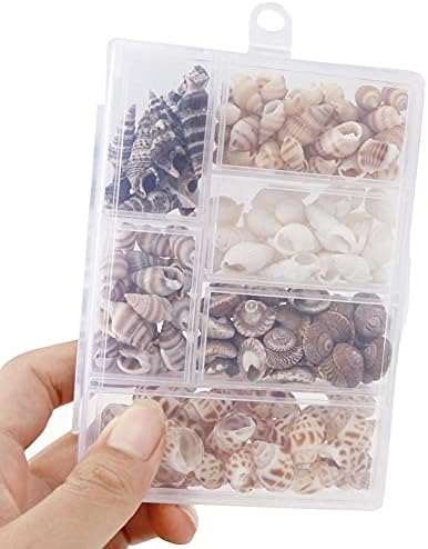 FSSTUD 100 PCS Mixed Beach Seashells Sea Shells Embellishments with Plastic Box for Crafts Home Decorations