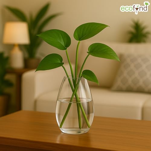 Image of ecofynd Glass Vase for Flowers Plants, Modern Decorative Vase for Home Decor Center Table, Bedroom, Living Room, Office Decoration, Wedding or Gifts (GVASE008)