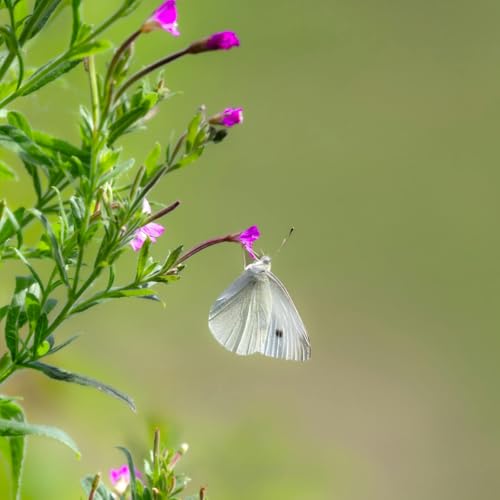 36 : Intol&eacute;rances