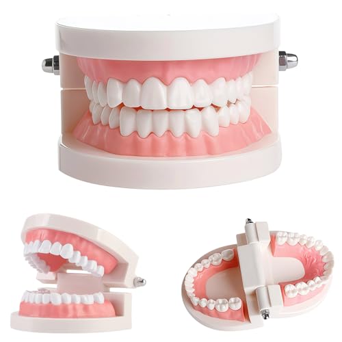 Image of 1 Pack Standard Teeth Model for Dental Training,Teaching,and Practice,Adult Standard Typodont Demonstration Denture Model for Dentists,and Hygienists,Oral Anatomy Demonstration Model