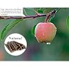 Product Photo 4