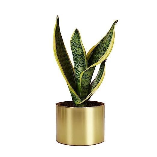 Image of Inspired Creations Gold Metal Plant Stand with Pots - Set of 2 Decorative Flower Planters for Indoor & Outdoor Use | Modern Home, Living Room, Office & Balcony Decor