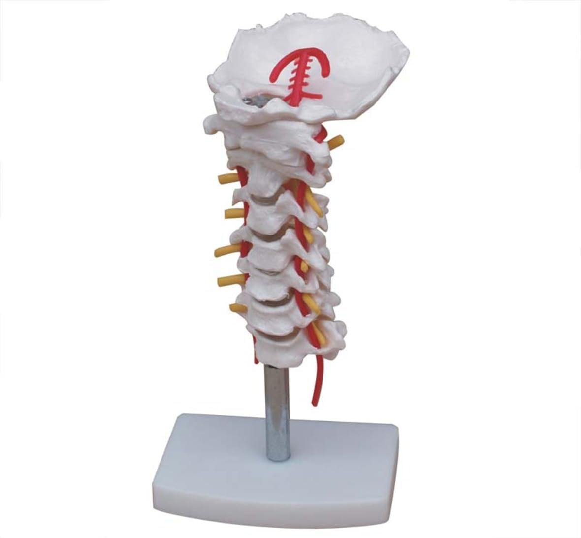 Cervical Vertebrae With Neck Artery | Premium Quality Anatomical Model | Made Up Of High Quality Non-Toxic PVC