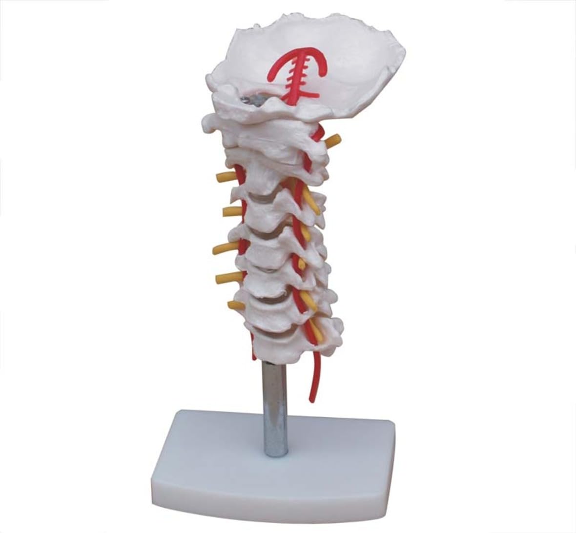 MYASKRO - Cervical Vertebrae With Neck Artery | Premium Quality Anatomical Model | Made Up Of High Quality Non-Toxic PVC