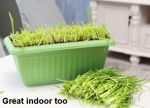 Miniatura 5 de Semillas de cebollino de ajo para plantar. Reliquia, sin OMG. Semillas de verduras para plantar, semillas de hierbas para el jardín de hierbas en el