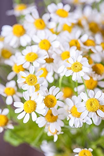 Earthcare Seeds Pyrethrum Daisy 50 Seeds (Chrysanthemum Cinerariifolium) Heirloom - Open Pollinated - Non Gmo #TOP6